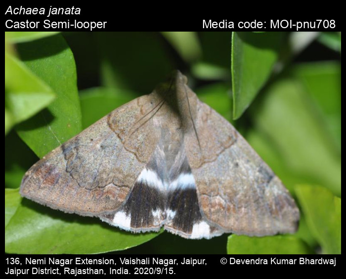 Achaea janata (Linnaeus, 1758) Castor Semilooper Moths
